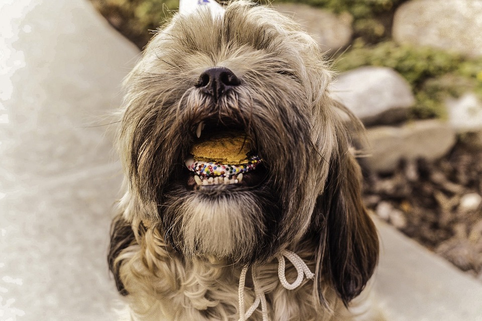 Ši Cu šuo nori suvalgyti keksiukų ir grietinėlės pyragą. Tai pavojingas maistas šuniui