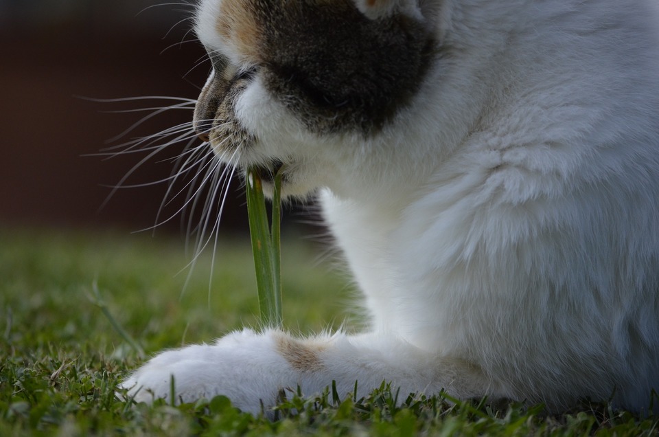 Reikėtų patikrinti, ar katėms parinkta žolė joms yra saugi, ar ji neturi per kietų ir aštrių ašmenų.