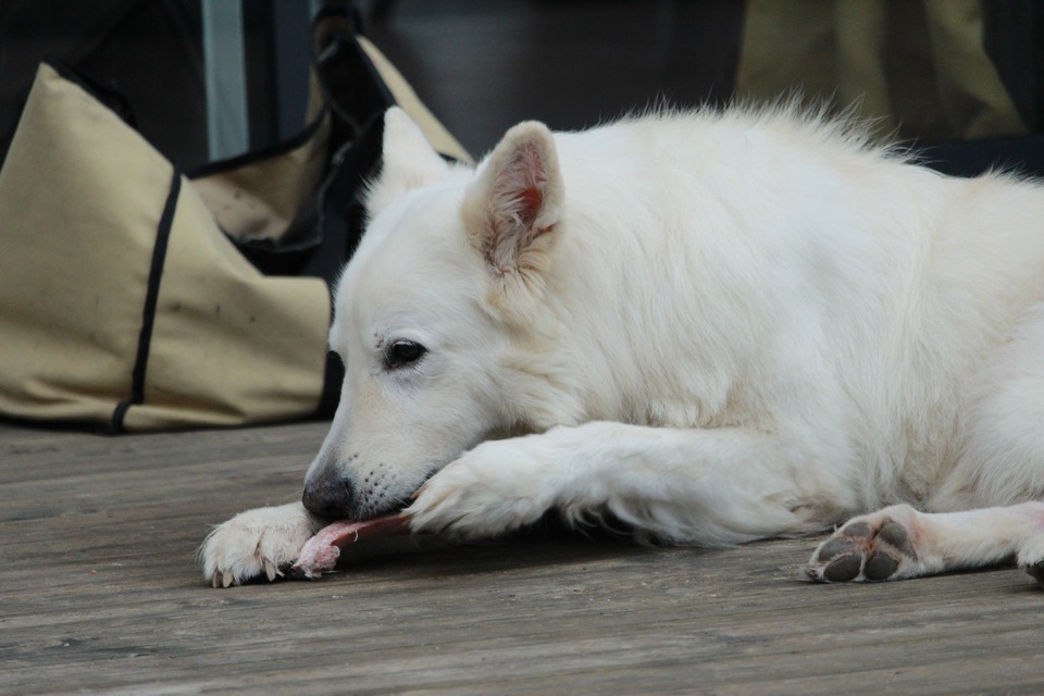 Šuo yra pritaikytas valgyti žalią mėsą. Baltasis Šveicarijos aviganis mielai įkando į mėsos gabalą.