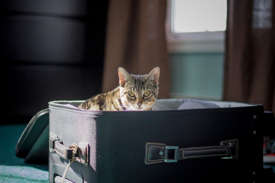 Raina katė sėdi atvirame, pusiau supakuotame lagamine