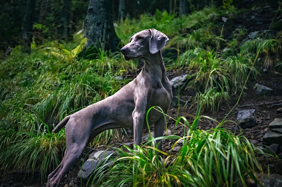 „Weimaraner“ pateikia puikų medžioklinio šuns siluetą. Lieknas ir raumeningas.