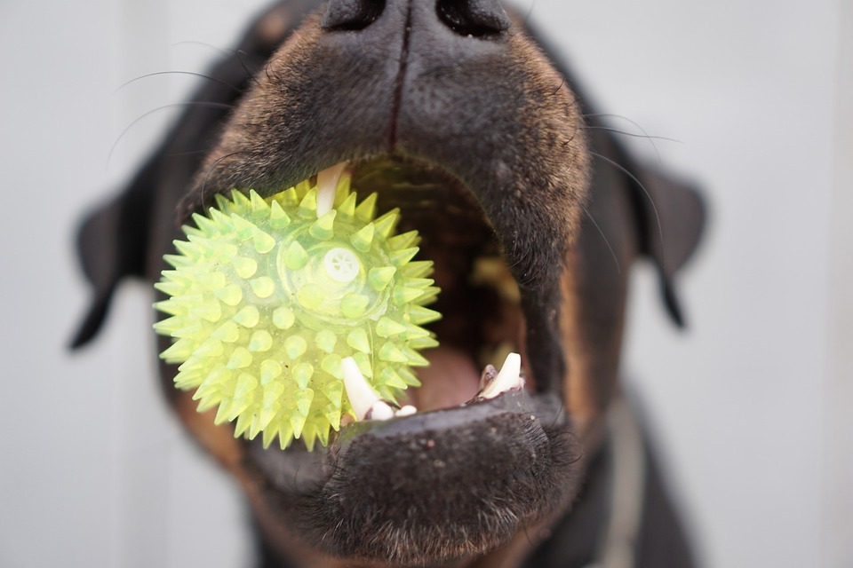 Šuo su švariais dantimis laiko spygliuotą kamuoliuką.