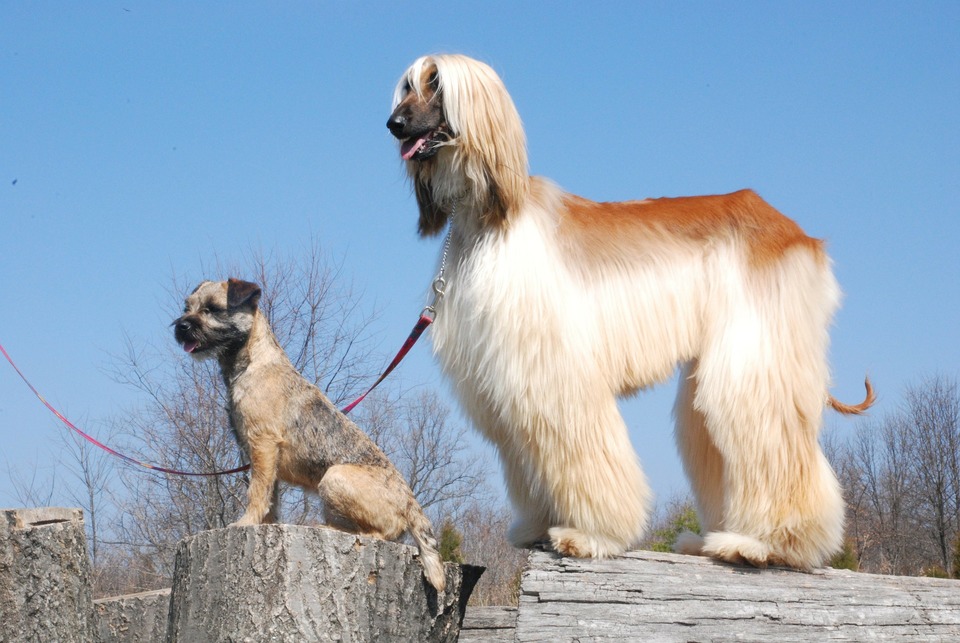 Afganistano skalikas yra viena iš seniausių šunų veislių.