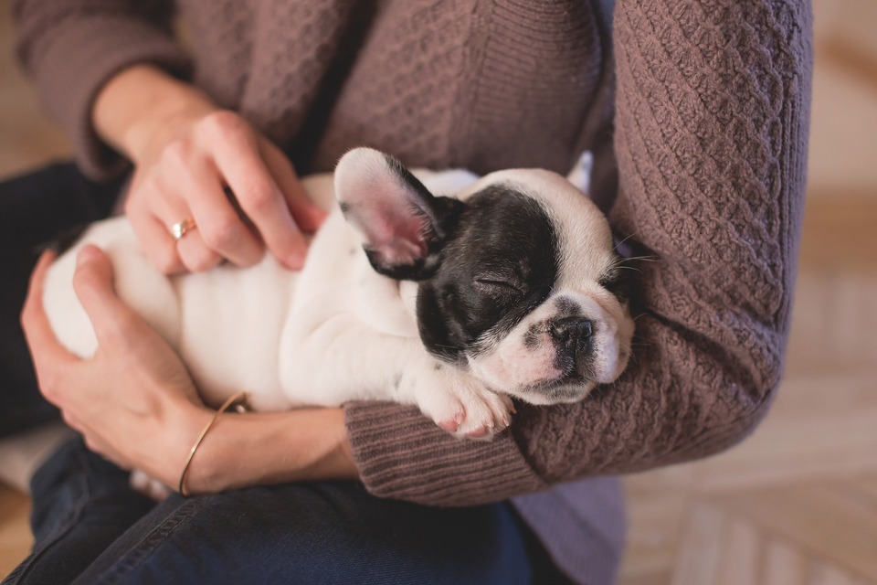 Pirmos šuns dienos naujame bute su naujais žmonėmis yra susijusios su dideliu stresu, tada augindami šunį turėtumėte išlaikyti dvigubą kantrybės dozę.