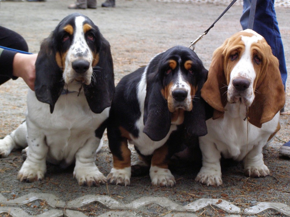Basetas yra prancūzų veislių šunų derinys – Bladhaundo (didelė galva su per daug ir raukšlėta oda), Fokshaundo (spalva) ir Takso (trumpos kojos ir ilgesnis kūnas).