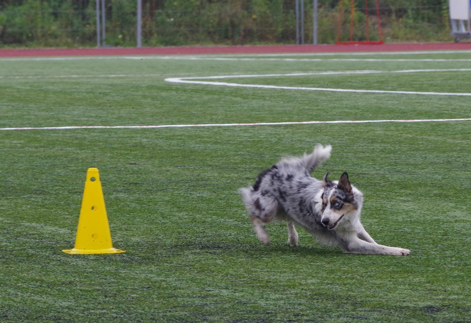 Borderkoliai reikalauja daug fizinės ir protinės veiklos. Jie puikiai tinka visoms sporto šakoms, kuriose dalyvauja šunys.