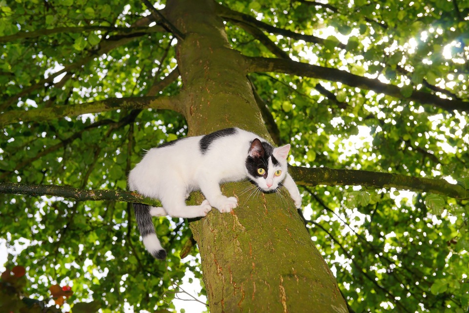 Žmonės galvoja, kad jei katė medyje sėdi kelias valandas, jai reikia pagalbos, nes negali nusileisti