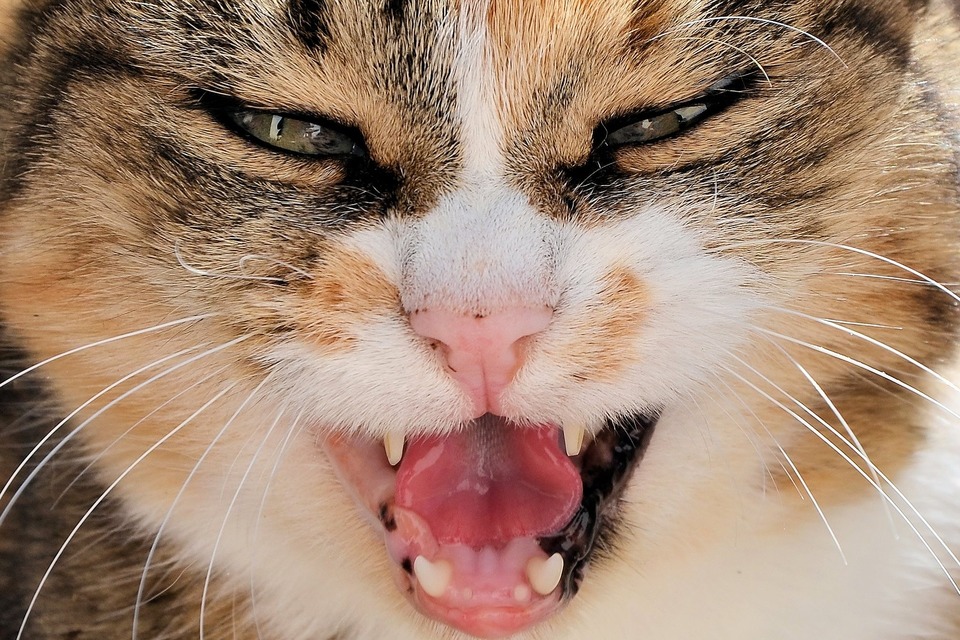 Katės agresiją gali sukelti skausmas, pvz., nenustatytos ligos metu. Tai taip pat yra katės protinio negalavimo požymis.