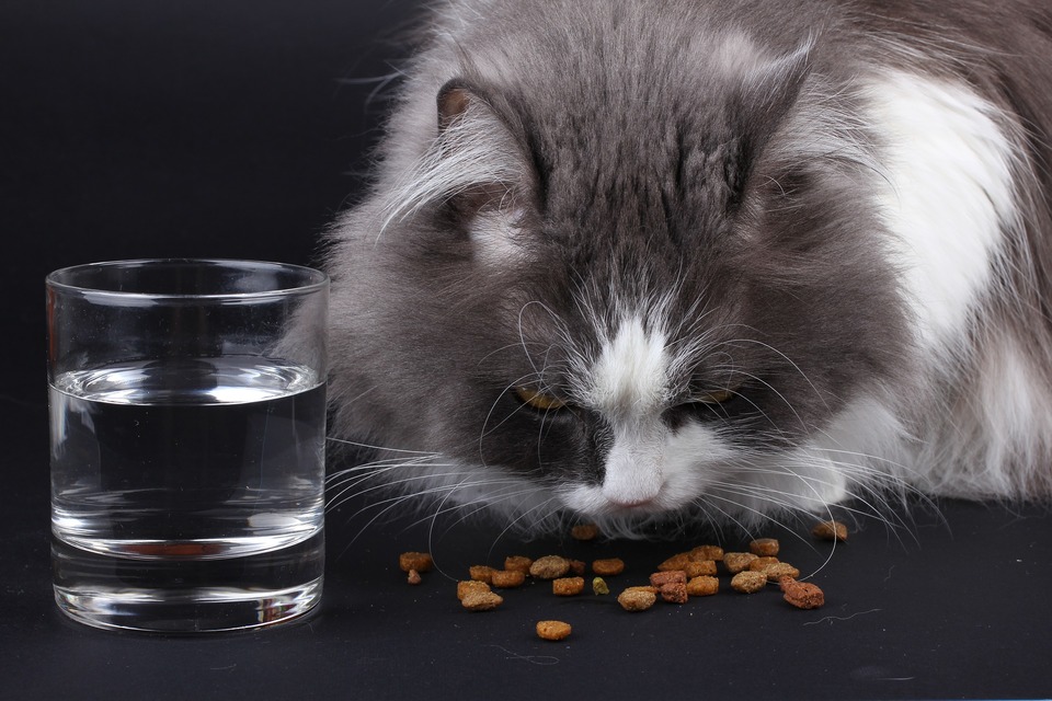 Rekomenduojama katę šerti drėgnu maistu, turinčiu mėsos, be grūdų. Katė turėtų valgyti dažnai, bet porcijos turi būti mažos Optimalus skaičius tai 3-4.