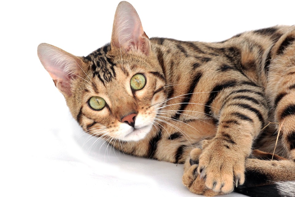 JBengalijos katėms, kurios yra didelės veislės katės, reikia didelės kačių draskyklės ir tinkamos mitybos, kurioje gausu gyvūninių baltymų.