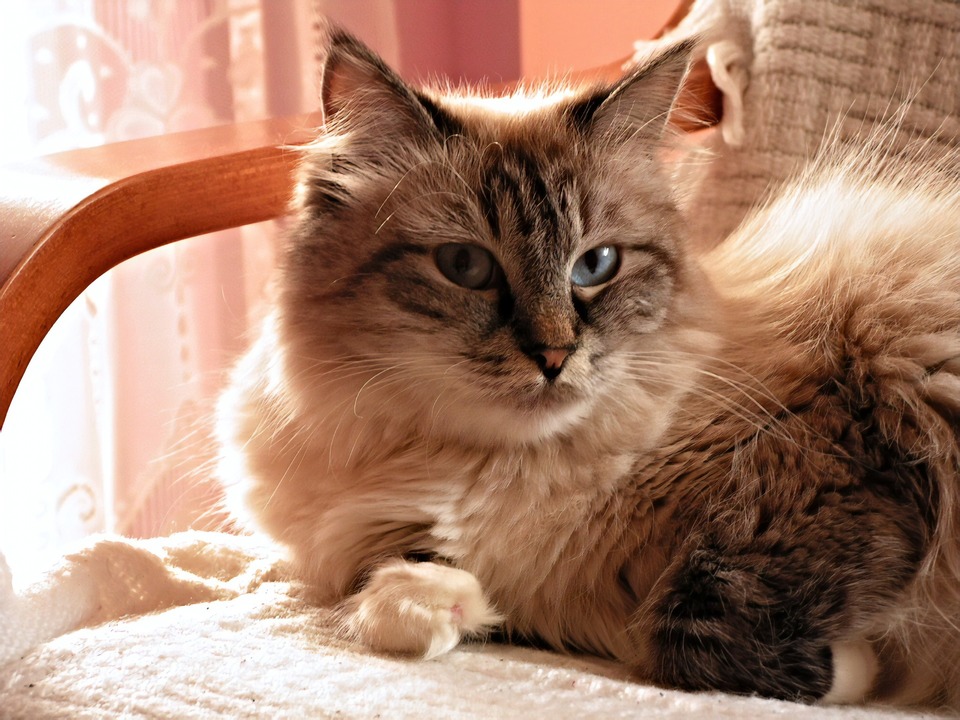 Sibiro katės turi gražiai nubrėžtą, sodrų raukinį.