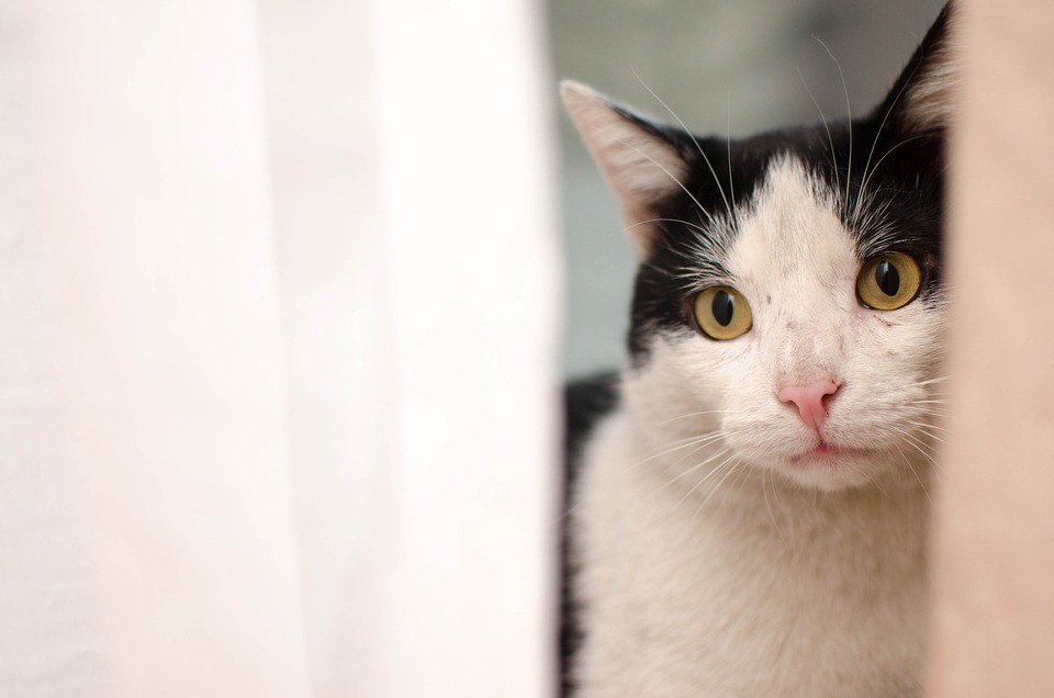 Badavimas katėje sukelia rimtų padarinių sveikatai, ypač sunkius kepenų sutrikimus.