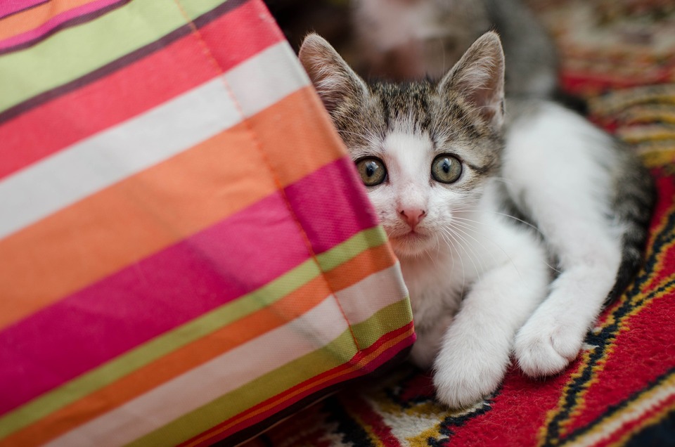 Prieš atvykstant mažam kačiukui į namus, reikia pasiruošti jo atvykimui. Būtina užpildyti kačių kraitelį.