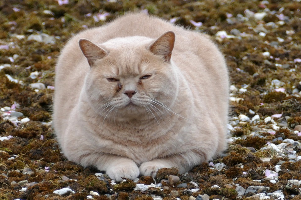 Nutukimas ir antsvoris gali pasireikšti bet kuriai neteisingai šeriamai ir nepakankamai stimuliuojamai katei.
