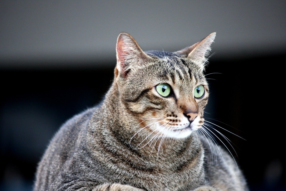 Nutukimas katėms prasideda, kai jų normalus kūno svoris padidėja 15-20%.