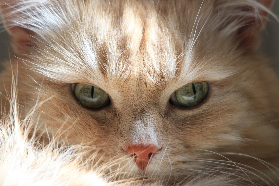 Sibiro katės yra įtrauktos į natūralias veisles, o tai reiškia, kad žmonės nedalyvavo jų evoliucijoje.