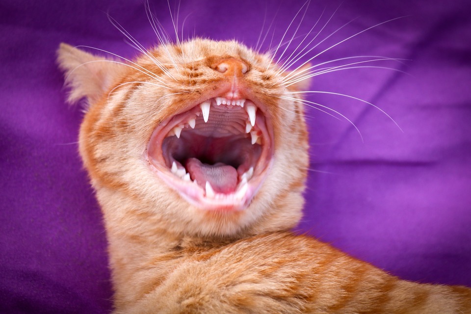Norint užkirsti kelią katės dantenų uždegimui, svarbiausia pasirūpinti jos burnos higiena ir užtikrinti tinkamą mitybą. 
