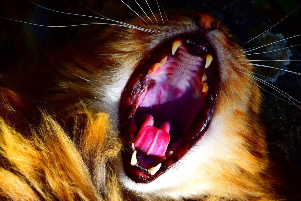 Norint išvengti katės dantenų uždegimo, svarbiausia pasirūpinti jos burnos higiena ir tinkamai ją maitinti.