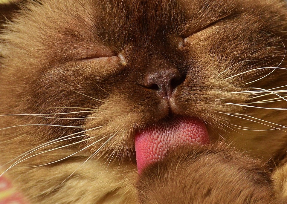 Katės liežuvis turi šiurkščius išsikišimus, kurių dėka katė puikiai palaiko savo higieną ir šukuoja kailį.