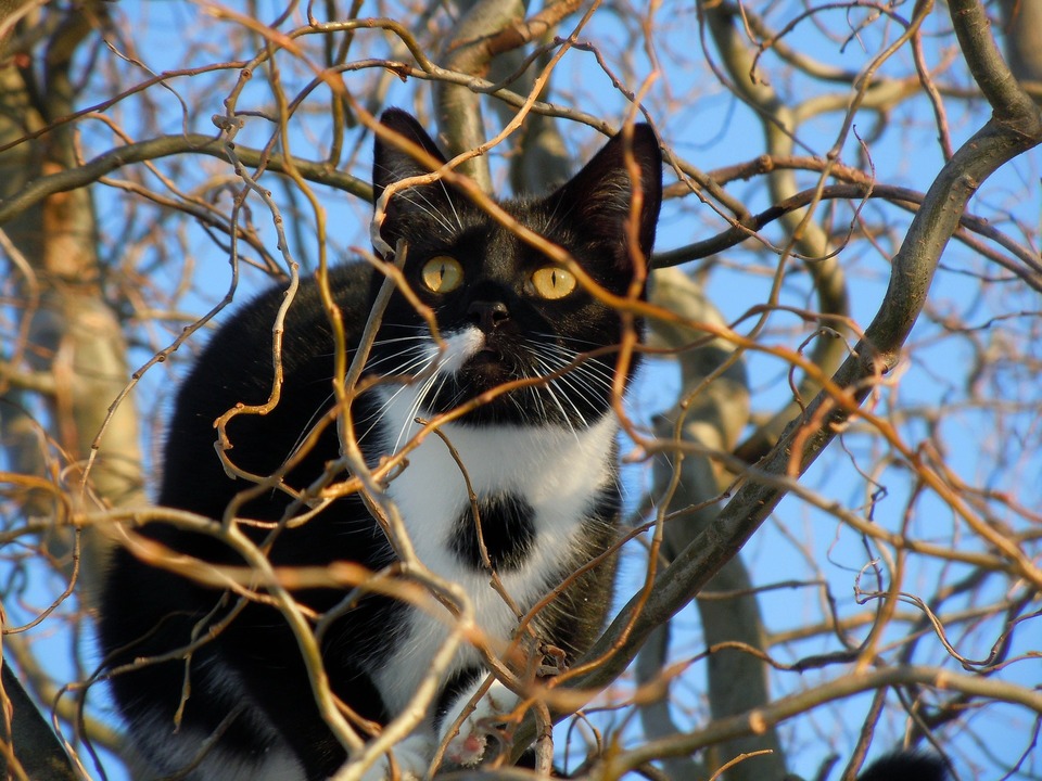 Gali atrodyti, kad katė medyje yra gana natūralus vaizdas.