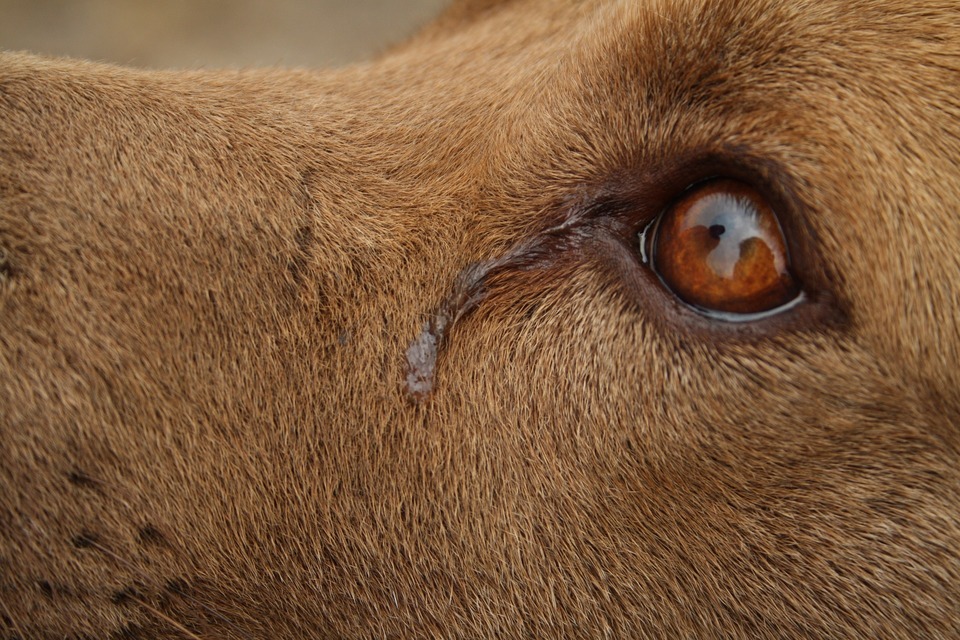 Šuns konjunktyvitas pasireiškia per dideliu ašarojimu. Druskos tirpalas gali būti naudojamas šuns akims skalauti, ramunėlių naudoti negalima.
