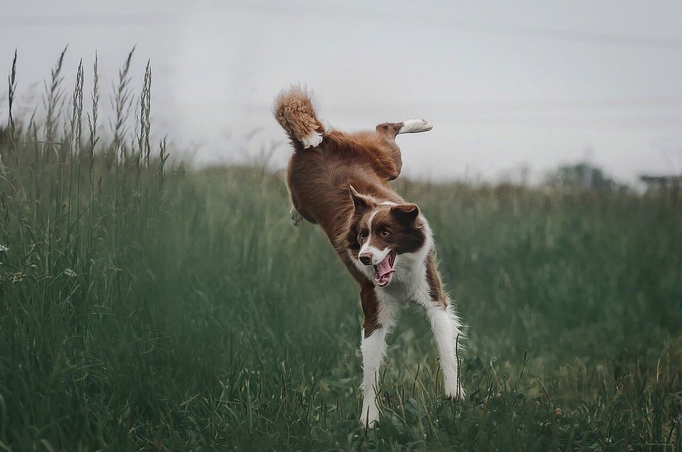 Artrito atsiradimo šunims negalima visiškai atmesti, tačiau riziką galima sumažinti, pvz., tinkamai maitinantis ir sportuojant atsižvelgiant į šuns amžių ir sugebėjimus.