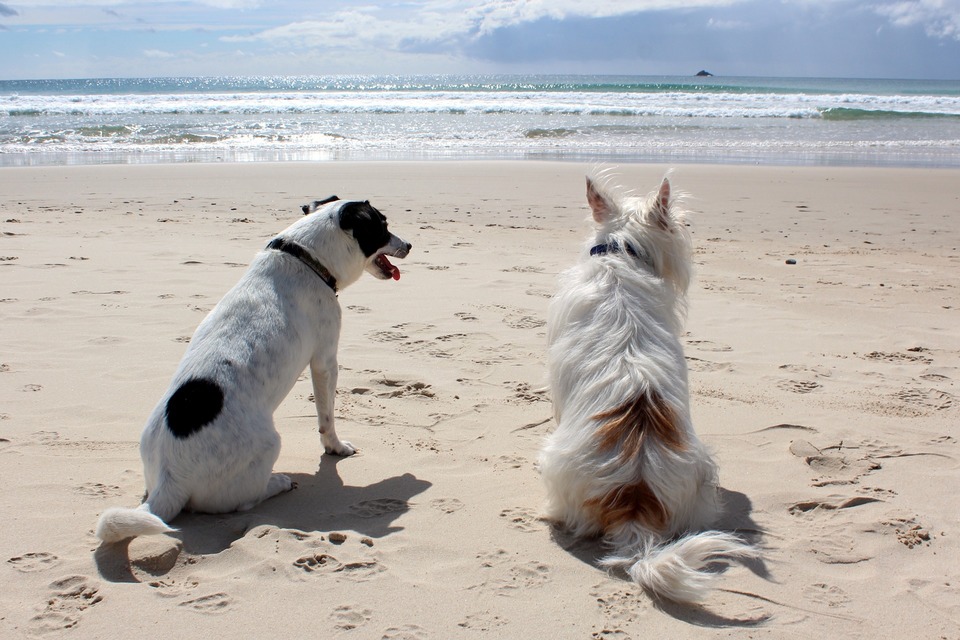 Viešnagės metu su savo šunimi paplūdimyje būkite ypač atsargūs, visada turėkite pavadėlį ir fiziologinį antsnukį. Žinokite apie kitus stovyklautojus ir neleiskite savo šuniui žaisti ar lakstyti šalia jų.
