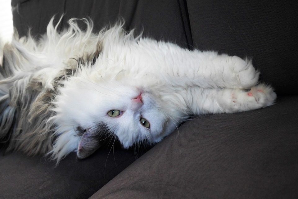 Sibiro katė yra gyva ir draugiška. Ji mėgsta žaisti, šokinėti ir lipti.