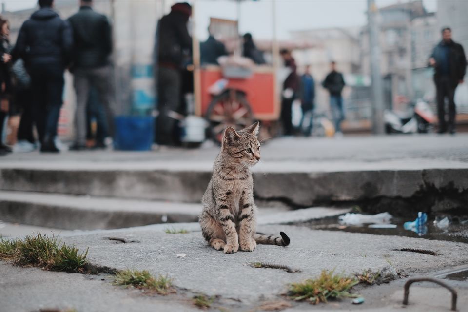 Jaunas, pamestas kačiukas sėdi gatvėje, tarp minios ir šiukšlių. Gatvė neturėtų būti kačių vieta.