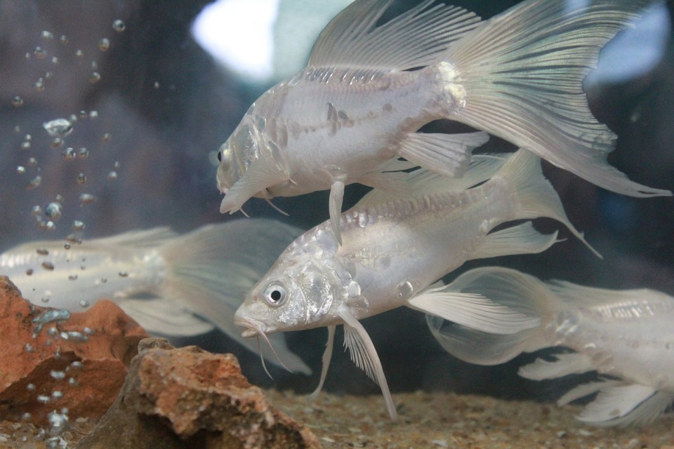 Žuvų raupai dažnai paveikia akvariumo žuvis, infekcijos šaltinis gali būti vanduo su parazitais, sergantys augalai, užkrėstas gyvas maistas.

