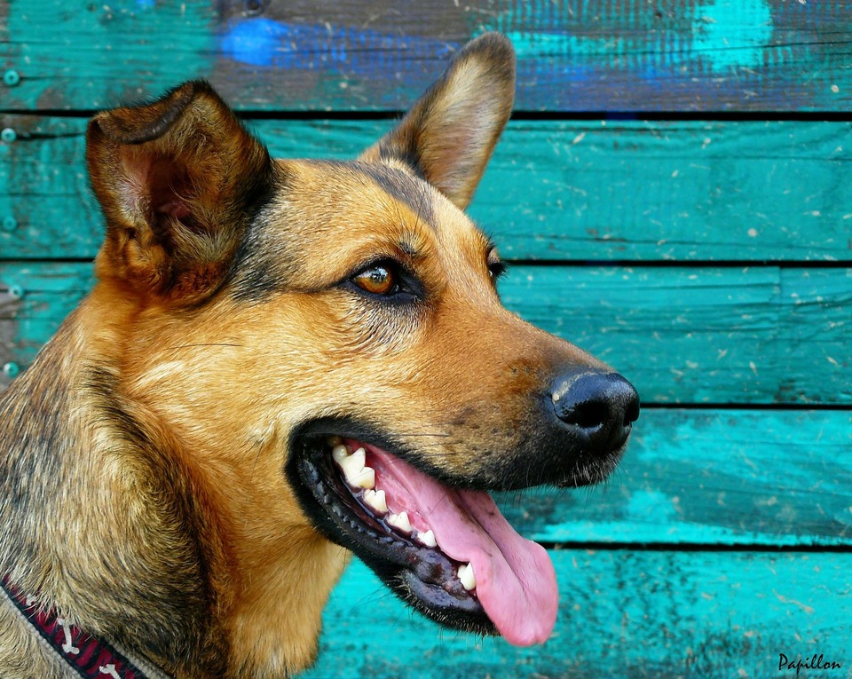 Nevalyti dantys šunims gali greitai pasidengti dantų akmenimis. Negydomas sukelia nepatogumų, skausmą, nemalonų burnos kvapą ir apsunkina šuns valgymą.