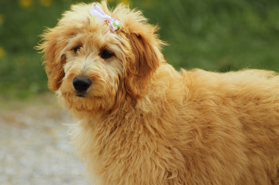 Goldendoodle yra šuo, atsirandantis dėl Auksinio retriverio ir Pudelio derinio. Tokio hibrido nepripažįsta Tarptautinė kinologų federacija.