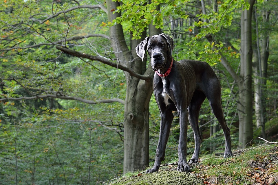 Vokiečių dogas kadaise buvo naudojamas didelių žinduolių medžioklei ir kaip kovinis šuo. Tai labai tvirtas ir stiprus šuo.