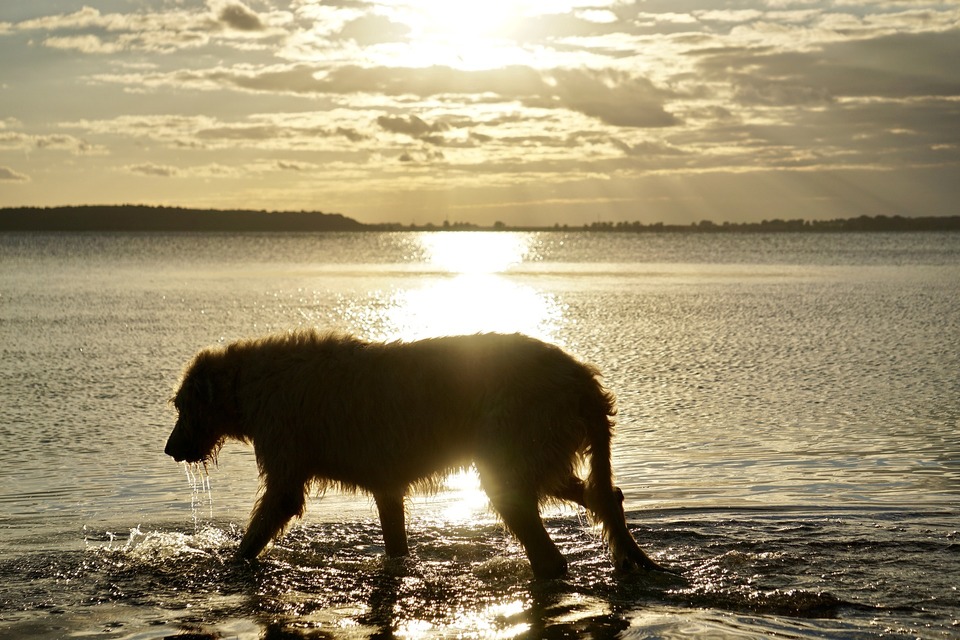 Airių vilkogaudis yra ramus ir stabilus šuo, jam patinka bėgioti. Jis rekomenduojamas jautriems žmonėms, kurie turi daug laiko ir pinigų.