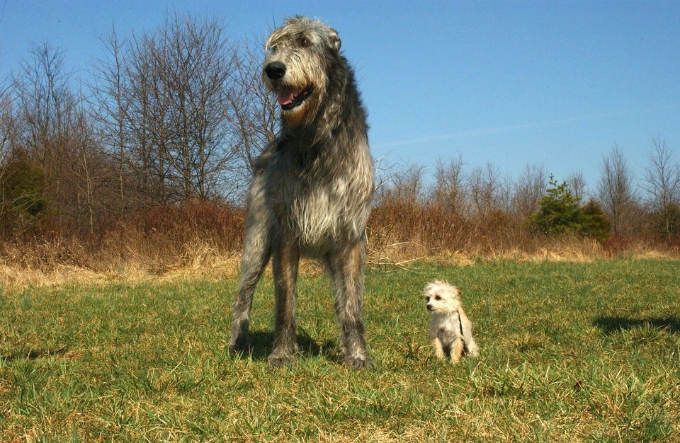 Airių vilkogaudis yra aukščiausias šuo. Mažiausias jo aukštis apie 79 cm ir neturi viršutinės ribos.