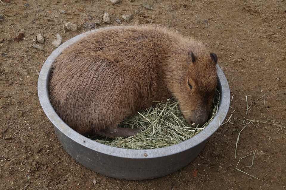  Kapibaros yra labai socialūs gyvūnai, jie turi gana ilgus plaukus, kurie neapsaugo jų nuo stipraus šalčio.