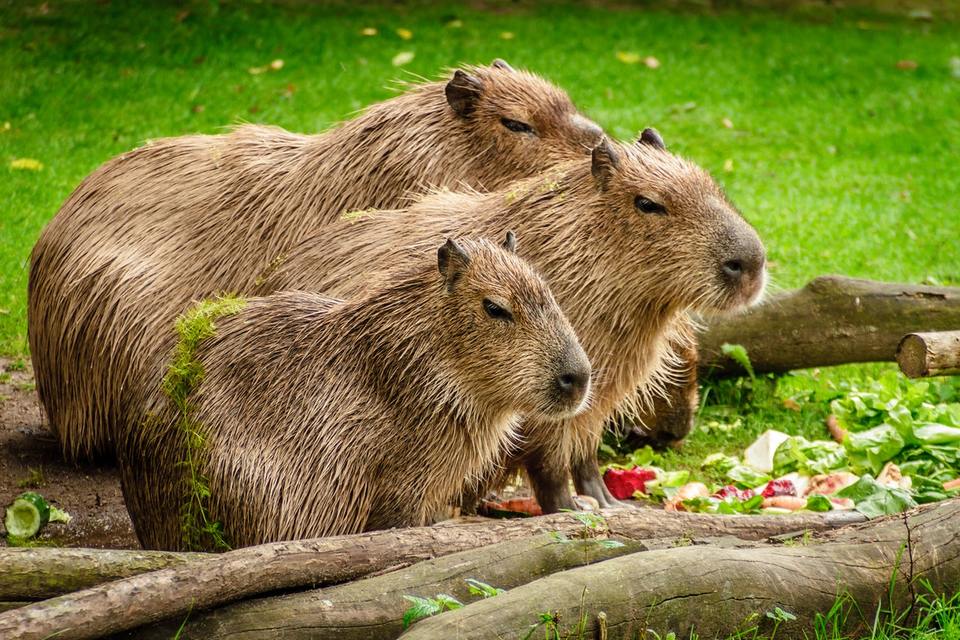  Kapibarai yra bandos gyvūnai, jie mėgsta leisti laiką kartu su šeima.