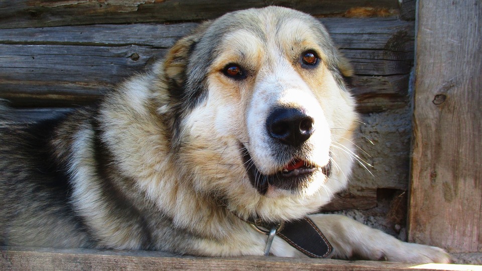 Kaukazo aviganis laikomas pavojingų šunų veisle. Jis, be kita ko, yra susijęs su su šunų išvaizdos ir psichikos pokyčiais, kurie yra labai nevienodi.