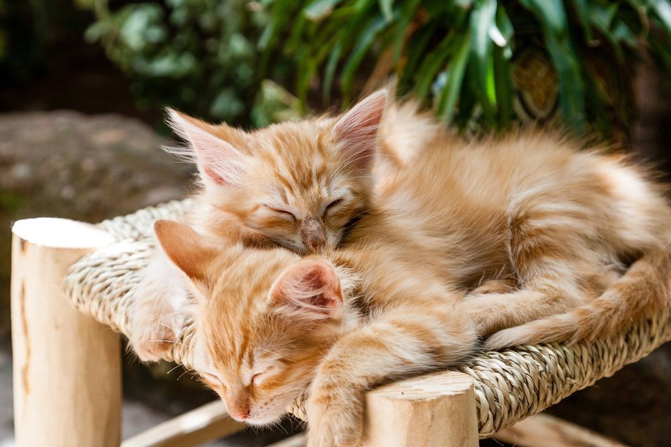 Tačiau katės hamakas turi tiek daug privalumų, kad pūkuotas draugas greičiausiai jame pasiliks. 