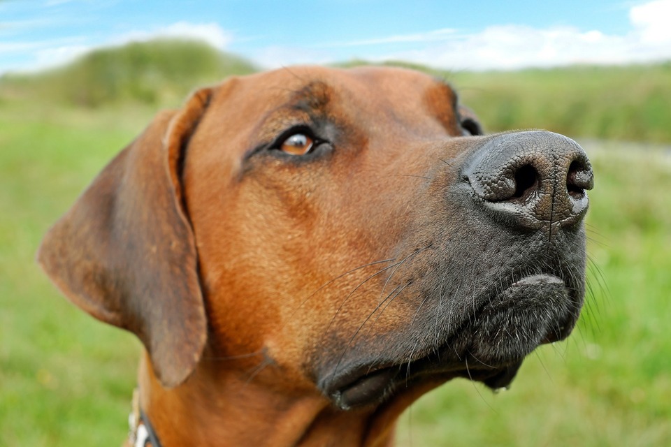 Bavarijos kalnų šuo yra stiprus ir raumeningas, tačiau liekno veido.