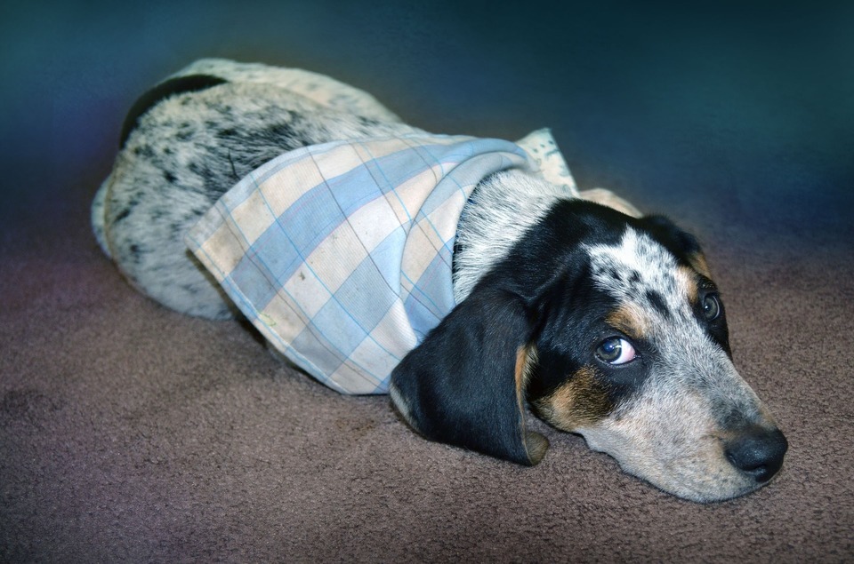 Kosulys pas šunį yra dažniausias kvėpavimo takų infekcijos simptomas - nuo peršalimo, per tracheitą ar bronchitą, iki plaučių uždegimo.