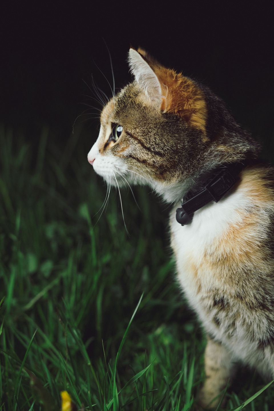 Jauna katė žolėje. Turi apykaklę su varpeliu. Varpai katėms sukelia nusivylimą, jie jas trikdo, o dėl apykaklės, katė gali už jos užsikabinti ir uždusti.