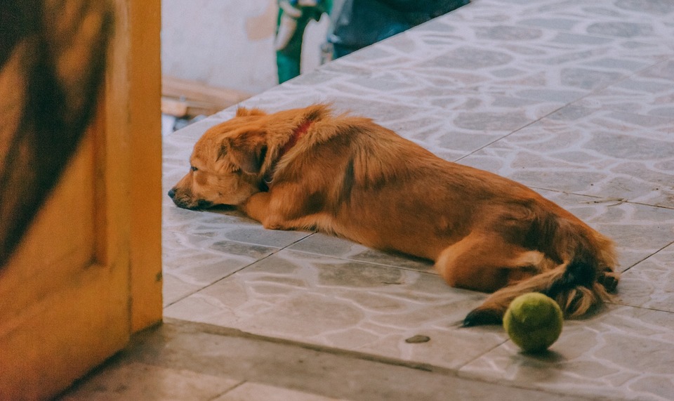 Dažniausios šunų kosėjimo priežastys yra peršalimas ir viršutinių kvėpavimo takų uždegimas. Tai atsitinka - kaip ir žmonėms - kūno peršlapimo ar peršalimo atveju, kuris sukelia dauginantys patogeniniai mikroorganizmai.