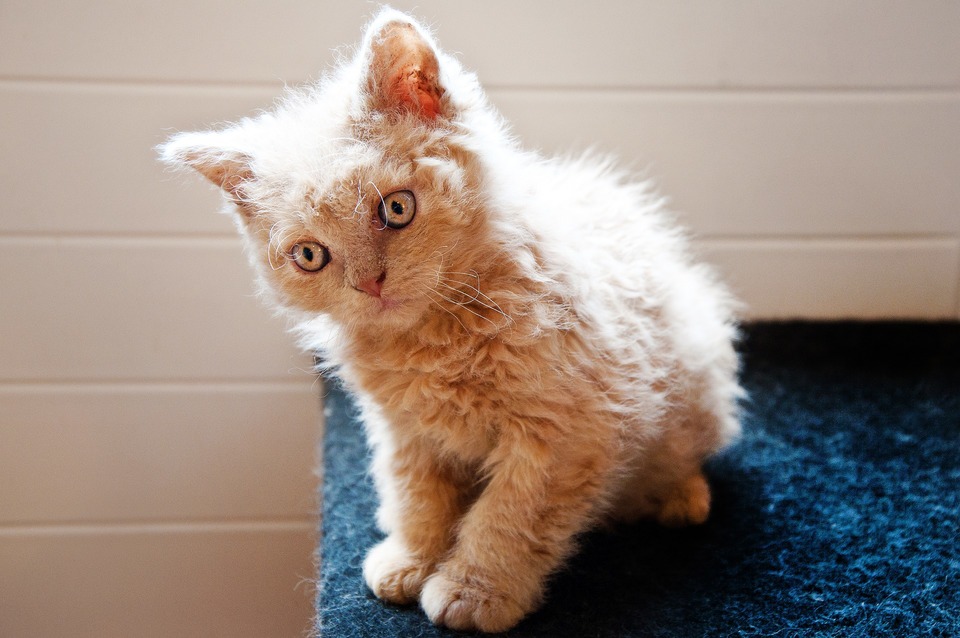 Selkirko rekso kačiukai jau gimsta su garbanotais plaukais, tačiau jų ilgis ir būklė kartais išryškėja maždaug nuo 2 metų.