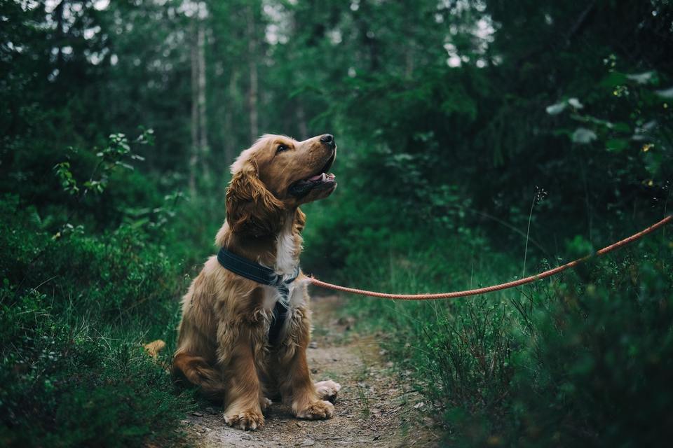 Kokerspanielis yra labai aktyvus šuo, mėgsta ilgus pasivaikščiojimus, ypač miške!