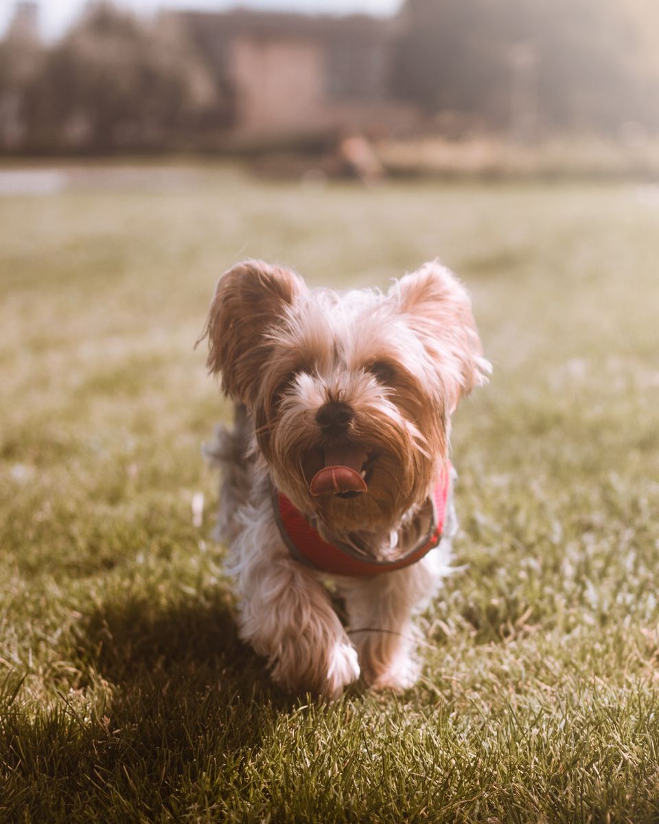 Jorkšyro terjeras, nepaisant mažo, nepastebimo sudėjimo ir nekaltos išvaizdos, yra aktyvus ir reiklus šuo.