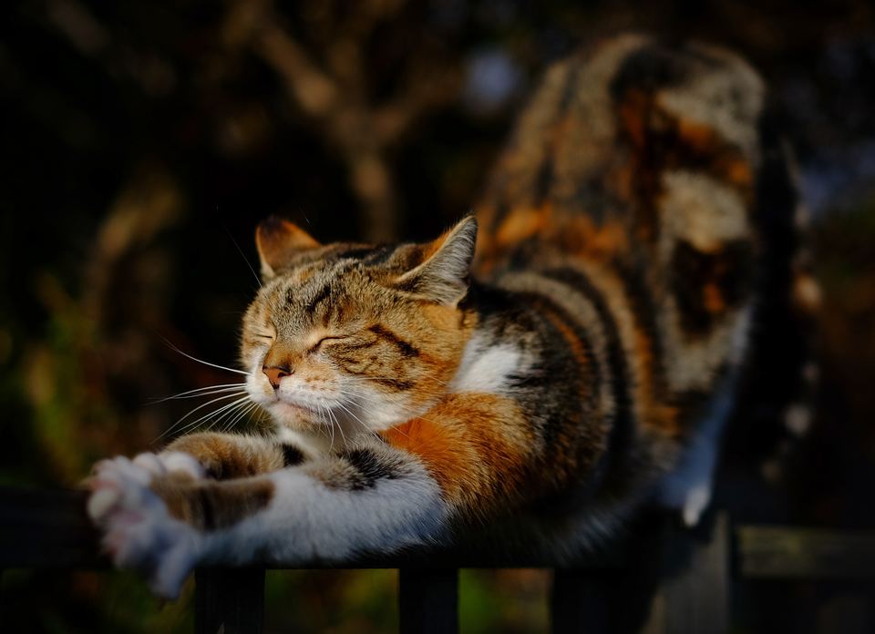 Raina katė rąžosi ant tvoros. Katei gręsia nukritimas ir kiti pavojai.