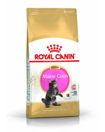 ROYAL CANIN Maine Coon Kitten 12 × 400 g – sausas ėdalas Meino meškėnų veislės kačiukams iki 15 mėnesių amžiaus