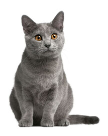 FITMIN Cat Purity Castrate 1,5 kg