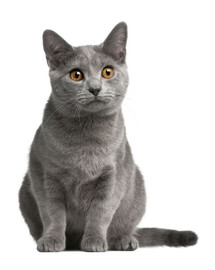 FITMIN Cat Purity Senior 1,5 kg